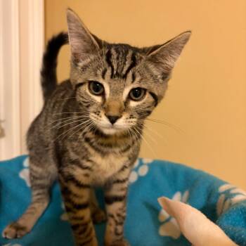 Buttercup 3 -  Domestic Short Hair Cat for Adoption in Cumming, Georgia - Buttercup 3 | PetCurious