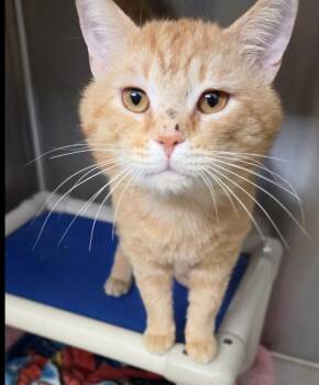 Mike -  Domestic Short Hair Cat for Adoption in Wantagh, New York - Mike | PetCurious