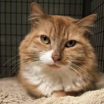 Rescue Domestic Medium Hair Cats for Adoption in Littleton, New Hampshire - Millie | PetCurious