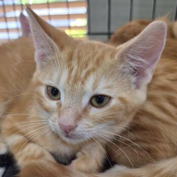 Sonic -  Domestic Long Hair Cat for Adoption in Eugene, Oregon - Sonic | PetCurious