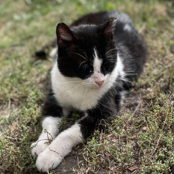 Sugar & Hank the Tank -  Domestic Short Hair and Tuxedo Cat for Adoption in Chicago, Illinois - Sugar & Hank The Tank | PetCurious