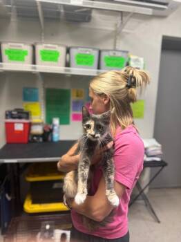 26-0646C -  Domestic Medium Hair Cat for Adoption in Sorrento, Louisiana - 26-0646C | PetCurious