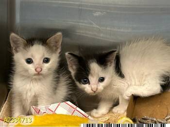 ARLENE -  Domestic Short Hair Cat for Adoption in West Palm Beach, Florida - ARLENE | PetCurious