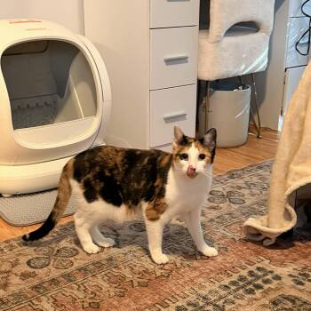 Calico Cats Available for Adoption in Palmetto Bay, Florida - Sandra | PetCurious
