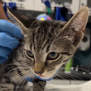 Rue -  Domestic Short Hair Cat for Adoption in Providence, Rhode Island - Rue | PetCurious
