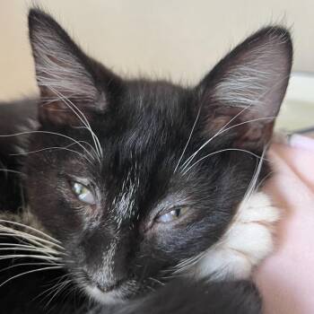Domestic Short Hair Cats Available for Adoption in Redwood City, California - Silver | PetCurious