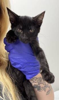 Primo -  Domestic Short Hair Cat for Adoption in Sacramento, California - Primo | PetCurious