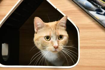 Layla -  Domestic Short Hair Cat Available for Adoption in Fairhope, Alabama - Layla | PetCurious