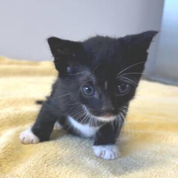 Italo* -  Domestic Short Hair Cat for Adoption in San Gabriel, California - Italo* | PetCurious