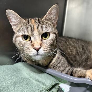 Foxy Cleopatra -  Domestic Short Hair Cat for Adoption in Newport, North Carolina - Foxy Cleopatra | PetCurious