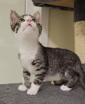 CLINT -  Domestic Short Hair Cat for Adoption in Sandusky, Ohio - CLINT | PetCurious