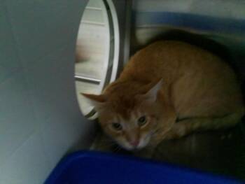 GOLIATH -  Domestic Short Hair Cat for Adoption in Kalamazoo, Michigan - GOLIATH | PetCurious