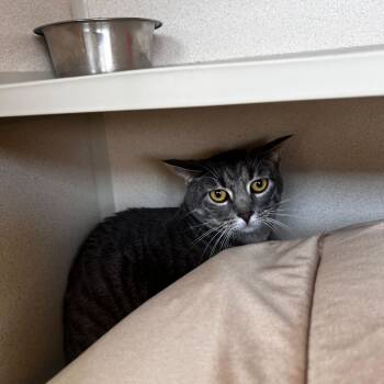 Rescue Domestic Short Hair Cats for Adoption in Rifle, Colorado - Xena | PetCurious