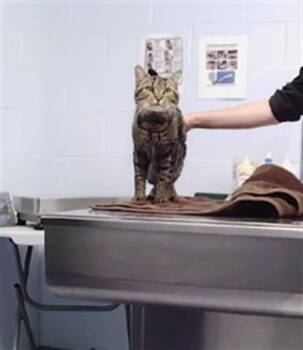 Domestic Short Hair Cats Available for Adoption - A1261712 | PetCurious