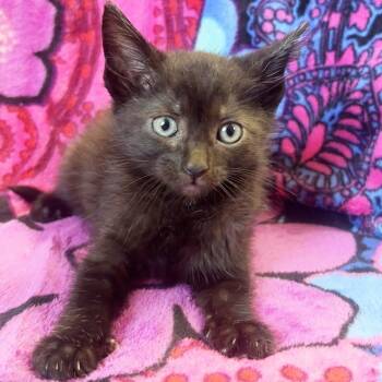 French Dip -  Domestic Short Hair and American Shorthair Cat for Adoption in Mt. Juliet, Tennessee - French Dip | PetCurious