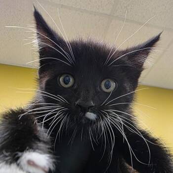 Dragonfly -  Domestic Short Hair Cat for Adoption in Keizer, Oregon - Dragonfly | PetCurious