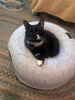 Connie -  Tuxedo and Domestic Short Hair Cat for Adoption in Cincinnati, Ohio - Connie | PetCurious