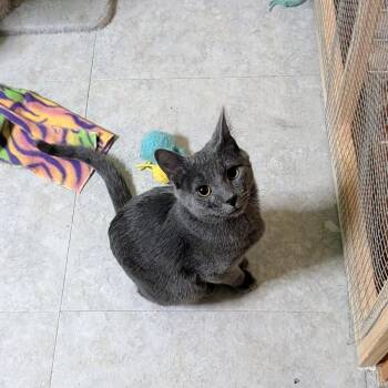 Domestic Short Hair Cats Available for Adoption - Levi | PetCurious