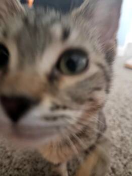 Laverne -  Domestic Short Hair Cat for Adoption in Columbus, Ohio - Laverne | PetCurious