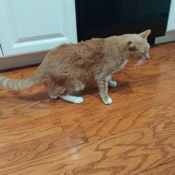Dusty -  Domestic Short Hair Cat for Adoption in Los Angeles, California - Dusty | PetCurious