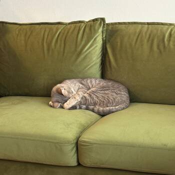 Domestic Short Hair Cats Available for Adoption - Aerith | PetCurious