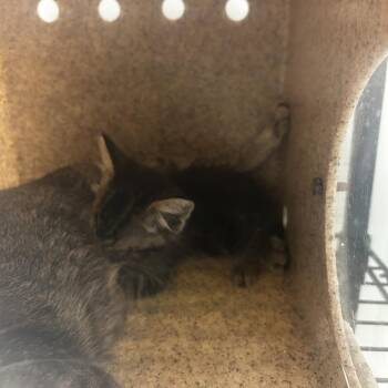 Silver -  Domestic Short Hair Cat for Adoption in Philadelphia, Pennsylvania - Silver | PetCurious