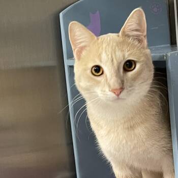 Tabby Cats Available for Adoption - George @ Livonia PetSmart | PetCurious