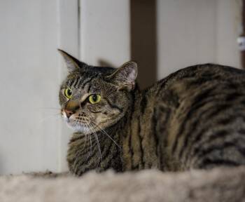 Mufasa -  Domestic Short Hair Cat for Adoption in Marana, Arizona - Mufasa | PetCurious