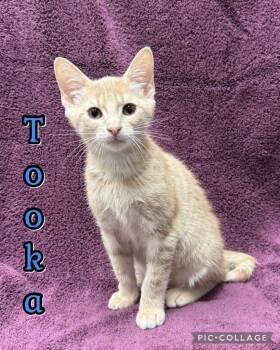 Tooka -  Domestic Short Hair Cat Available for Adoption in Rossville, Georgia - Tooka | PetCurious