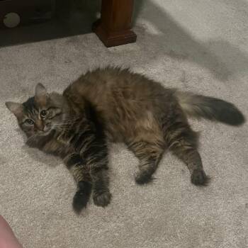 Bean -  Domestic Long Hair Cat for Adoption in Winchester, Virginia - Bean | PetCurious
