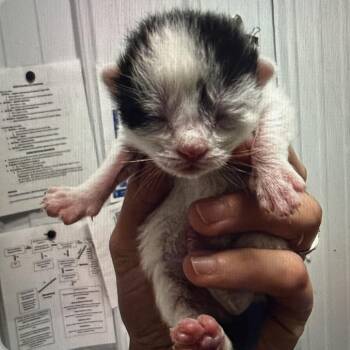 Flattop -  Domestic Short Hair Cat for Adoption in Mt. Juliet, Tennessee - Flattop | PetCurious