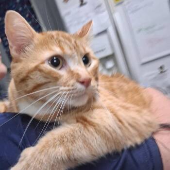 Kody -  Domestic Short Hair Cat for Adoption in Summerville, South Carolina - Kody | PetCurious
