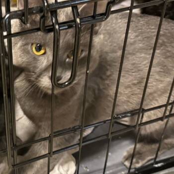 Rescue Domestic Short Hair and American Bobtail Cats for Adoption in Coos Bay, Oregon - Randy | PetCurious