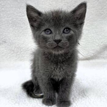 Hector -  Domestic Medium Hair Cat for Adoption in Michigan City, Indiana - Hector | PetCurious