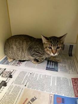Sloefur -  Domestic Short Hair Cat for Adoption in Fairfax, Virginia - Sloefur | PetCurious