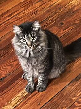 Rescue Domestic Medium Hair Cats for Adoption in Philadelphia, Pennsylvania - Harry | PetCurious