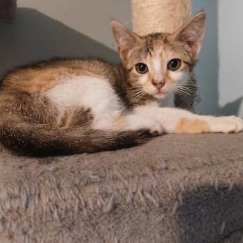 Bobbie -  Domestic Short Hair Cat for Adoption in Valdosta, Georgia - Bobbie | PetCurious