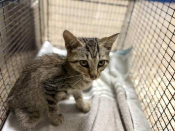 IMPY -  Domestic Short Hair Cat for Adoption in Doral, Florida - IMPY | PetCurious
