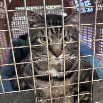 Whiskey -  Domestic Short Hair Cat for Adoption in Philadelphia, Pennsylvania - Whiskey | PetCurious