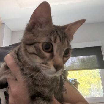 Deku -  Domestic Short Hair Cat for Adoption in Clearwater, Florida - Deku | PetCurious
