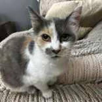Rescue Domestic Short Hair Cats for Adoption in Portsmouth, Ohio - Kyndalin | PetCurious