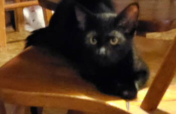 Rescue Domestic Short Hair Cats for Adoption in Champaign, Illinois - Justin | PetCurious