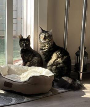 Spooky & Spider (Courtesy Post) -  Domestic Short Hair Cat for Adoption in San Jose, California - Spooky & Spider (Courtesy Post) | PetCurious