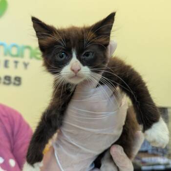 Klaus -  Domestic Medium Hair Cat for Adoption in Lynchburg, Virginia - Klaus | PetCurious
