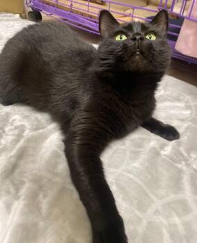 Munch -  Domestic Short Hair Cat for Adoption in Fall River, Massachusetts - Munch | PetCurious