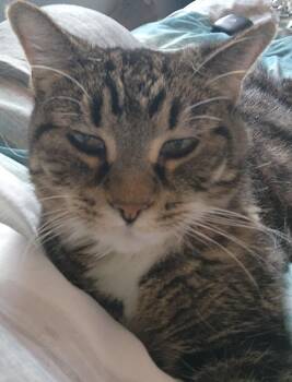 Bootsy -  Tabby Cat for Adoption in Blaine, Minnesota - Bootsy | PetCurious