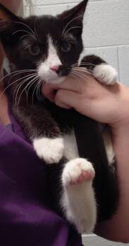 Checkers -  Domestic Short Hair Cat for Adoption in Henderson, North Carolina - Checkers | PetCurious