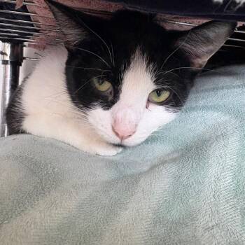 Domestic Short Hair Cats Available for Adoption - Utah | PetCurious