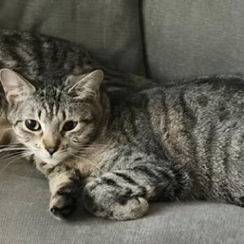 Domestic Short Hair Cats Available for Adoption in Los Angeles, California - Gizmo | PetCurious
