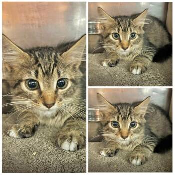 Demi -  Domestic Short Hair Cat for Adoption in New York, New York - Demi | PetCurious